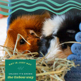 Western Timothy Hay, Guinea Pig Hay, Small Pet Bunny Supplies, All Natural Grass for Guinea Pig, Bunny, Chinchilla & Hamster,  Rabbit Supplies for Bunnies, 9 Lb Box